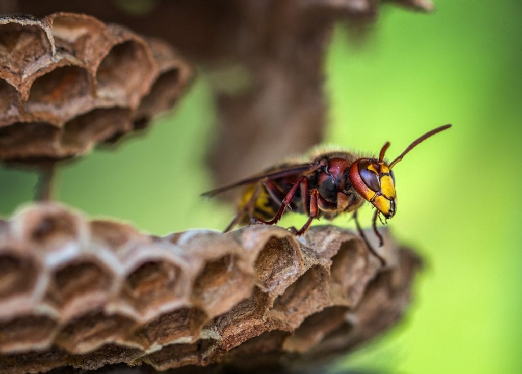 Hornet sitting on a hive