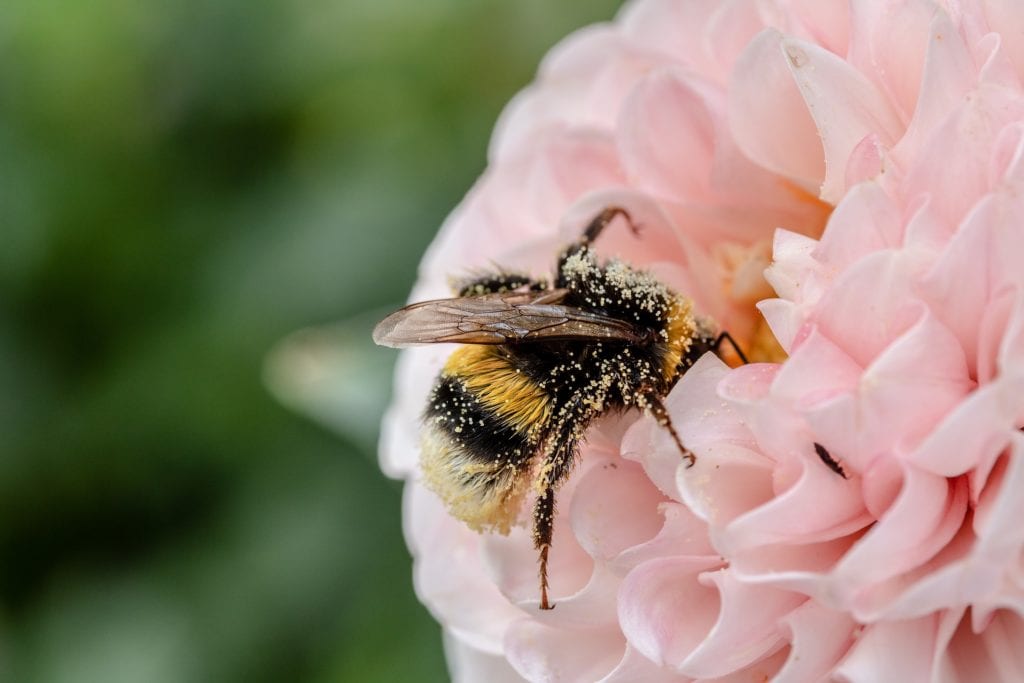 Bumblebee on a pink flower covered in pollen