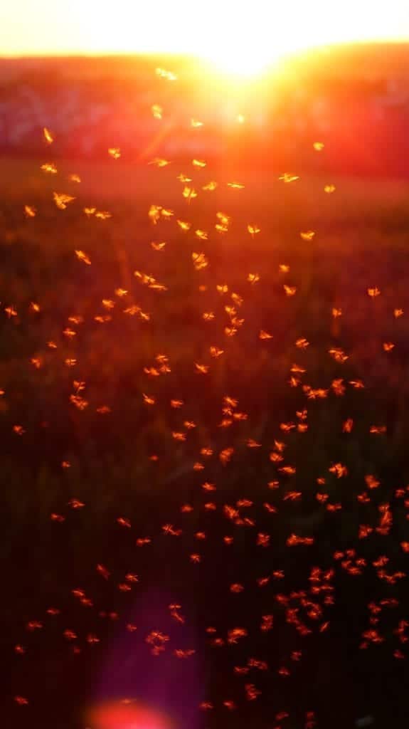 mosquito swarm at sunset
