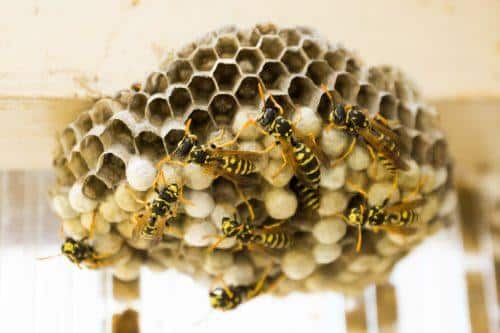 common types of wasp nests are made by yellowjackets,