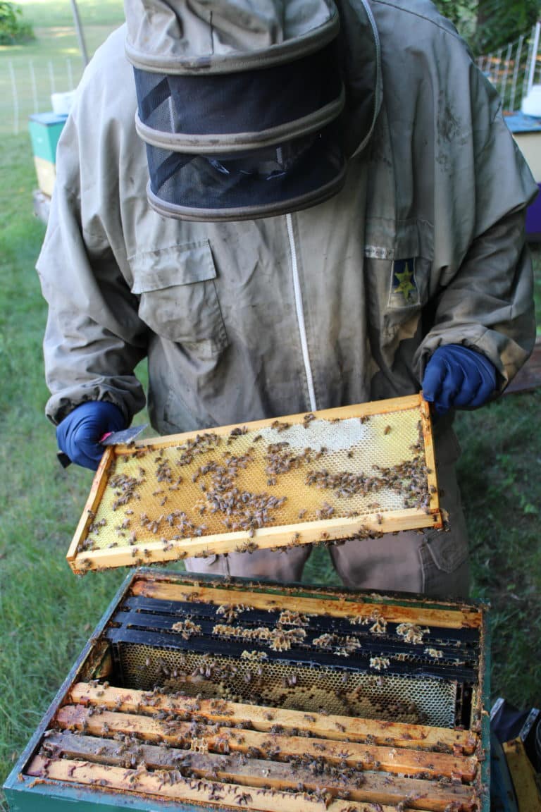 on staff honeybee keeper inspecting his personal honeybee hives in Suffield, CT