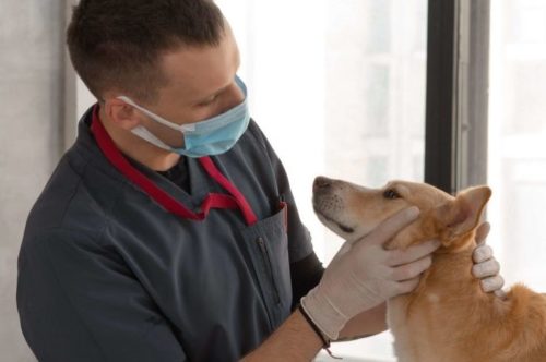 veterinarian checking for secondary poisoning