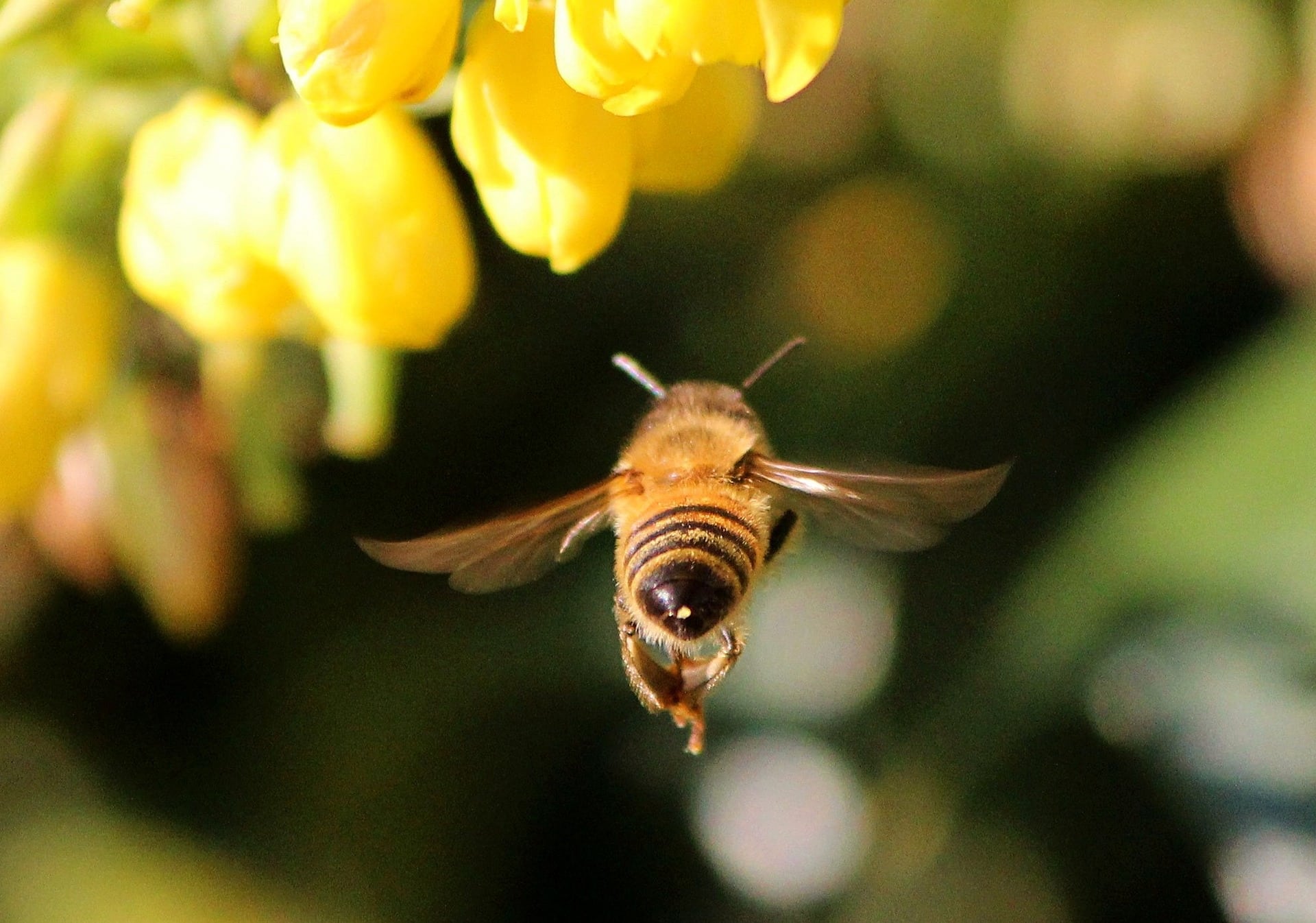 keys to finding professional bee removal company