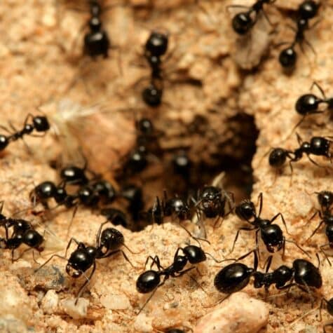 Ant Lifespan: Pest Control Implications